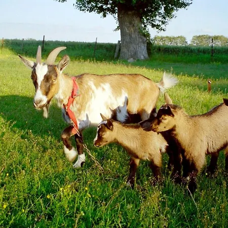 Bauernhof Urlaub Nr 4 - 3-personen Lejlighed *