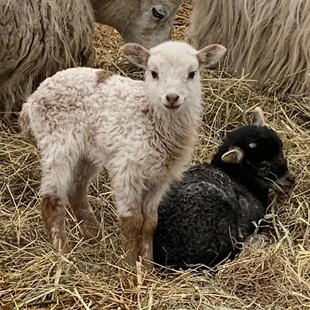 Lejlighed Bauernhof Urlaub Nr 4 - 3-personen *